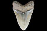 Fossil Megalodon Tooth - + Foot Shark #75529-1